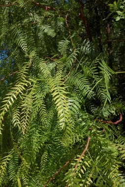 Schinus molle dalı kapat