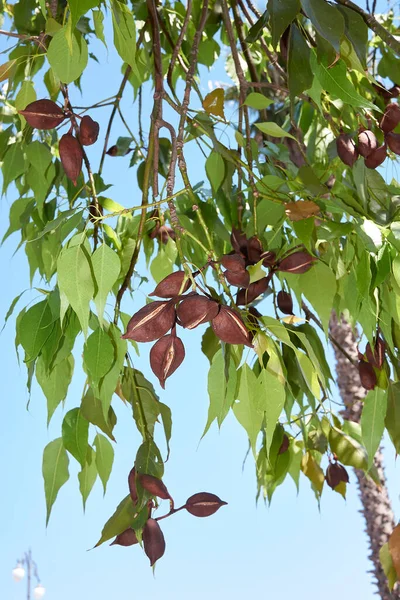 Rama Cerca Brachychiton Populneus Árbol — Foto de Stock