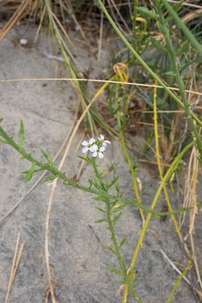 Cakile Maritima Bloom — стоковое фото