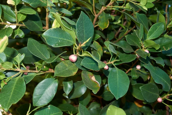 Ficus Microcarpa Ramo Fechar — Fotografia de Stock