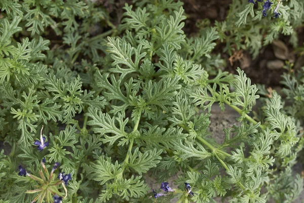 Glandularia Hybryda Roślin Rozkwicie — Zdjęcie stockowe