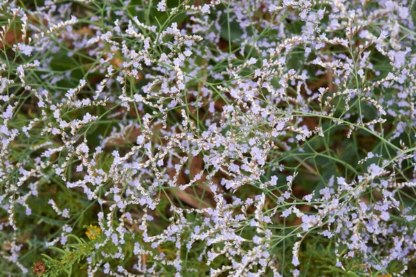 Limonium Narbonense Fleurs Violettes — Photo
