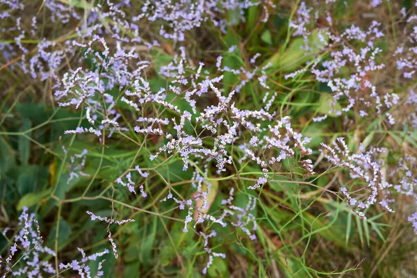 Limonium Narbonense Violet Flowers — Stock Photo, Image