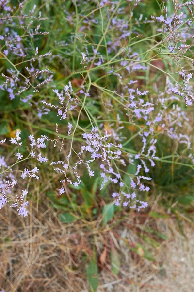 Limonium Narbonense Violette Bloemen — Stockfoto