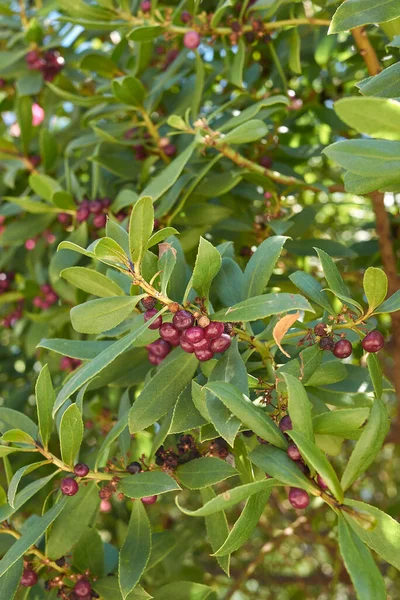 Myoporum Laetum Ramo Fechar — Fotografia de Stock