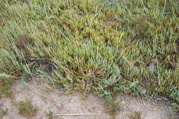 塩沼にあるサリコニア フルティコサの植物 — ストック写真