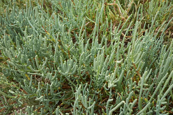 塩沼にあるサリコニア フルティコサの植物 — ストック写真