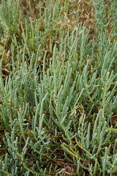 Rośliny Salicornia Fruticosa Słonym Bagnie — Zdjęcie stockowe