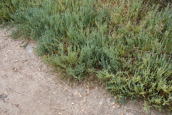 塩沼にあるサリコニア フルティコサの植物 — ストック写真