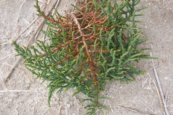 Salicornia Trvalky Rostlina Slané Bažině — Stock fotografie