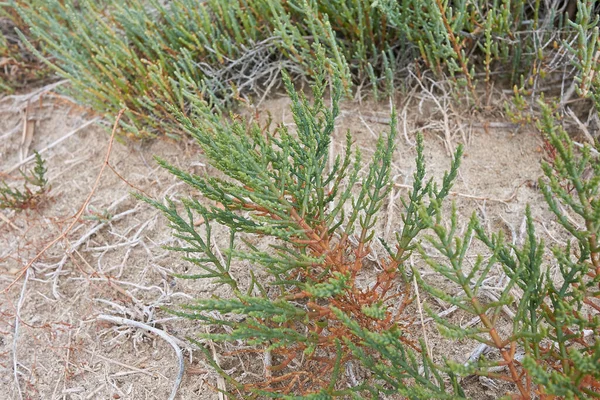 塩沼にあるサリコニア多年生植物 — ストック写真