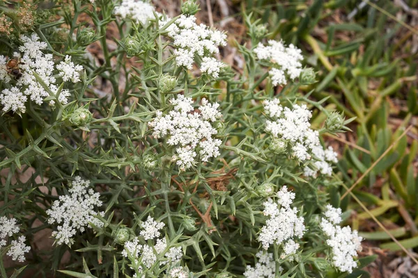 Echinophora Spinosa Inflorescencia Blanca —  Fotos de Stock