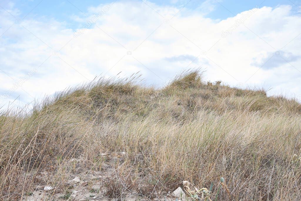 Calamagrostis arenaria plants on coastal sand dunes