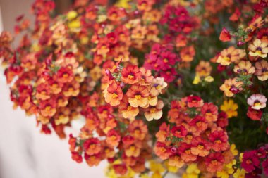 Nemesia strumosa renkli çiçekler