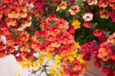 Nemesia strumosa renkli çiçekler