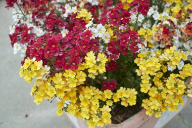 Nemesia strumosa renkli çiçekler