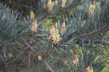 İlkbaharda Pinus Sylvestris sarı inflorescence