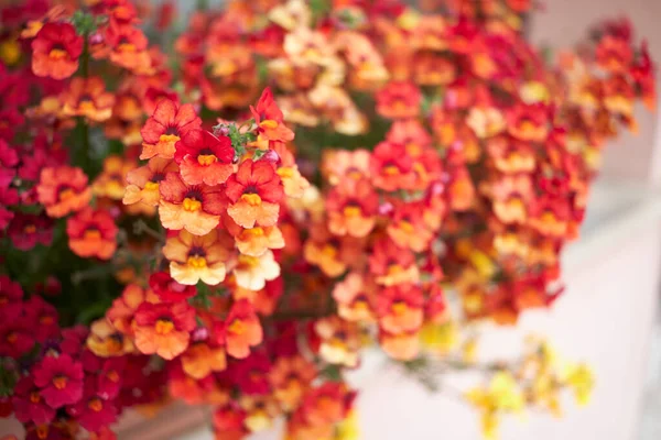 Nemesia Strumosa Renkli Çiçekler — Stok fotoğraf