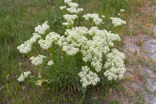 Lepidium Draba Krémes Fehér Virágzás — Stock Fotó