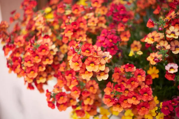 Nemesia Strumosa Färgrika Blommor — Stockfoto