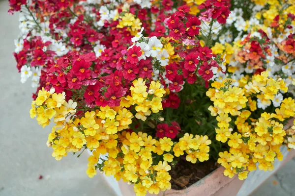 Nemesia strumosa renkli çiçekler