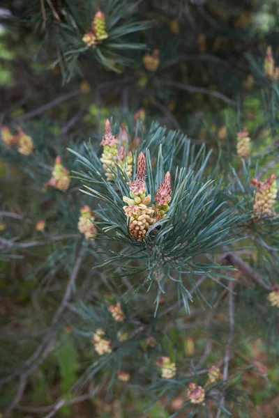 Pinus Sylvestris Gele Bloeiwijze Lente — Stockfoto