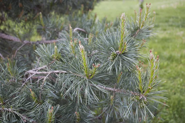 Lkbaharda Pinus Sylvestris Sarı Inflorescence — Stok fotoğraf