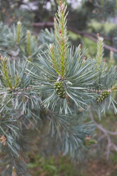 Pinus Sylvestris Żółty Kwiatostan Wiosną — Zdjęcie stockowe