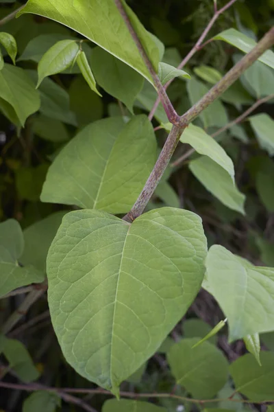 Reynoutria Japonica Şubesini Kapatın — Stok fotoğraf