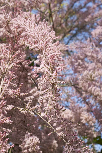 Tamarix Gallica Ροζ Άνθος — Φωτογραφία Αρχείου