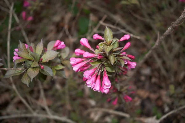 Weigela Florida Purpurea Rosa Blommor — Stockfoto