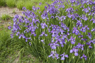 Iris sibirica bitkisinin mor mavi çiçekleri