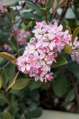 Rhaphiolepis indica çalılığının pembe rengi.