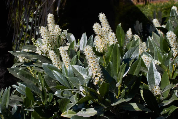 Inflorescence Blanche Prunus Laurocerasus Otto Luyken Arbuste — Photo