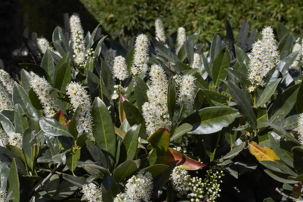 White Inflorescence Prunus Laurocerasus Otto Luyken Shrub — Stock Photo, Image