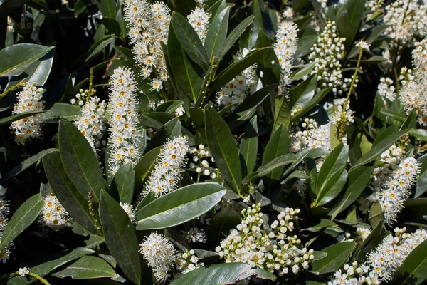 Inflorescencia Blanca Del Arbusto Prunus Laurocerasus Otto Luyken —  Fotos de Stock