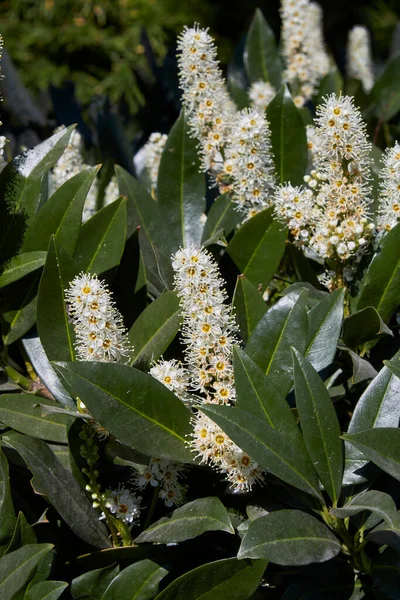 Inflorescence Blanche Prunus Laurocerasus Otto Luyken Arbuste — Photo