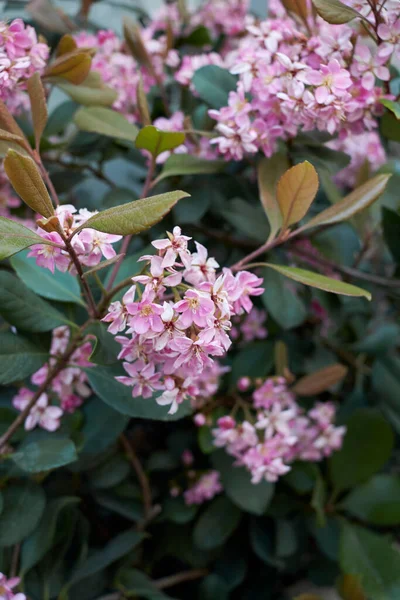 Růžová Květenství Rhaphiolepis Indica Keře — Stock fotografie