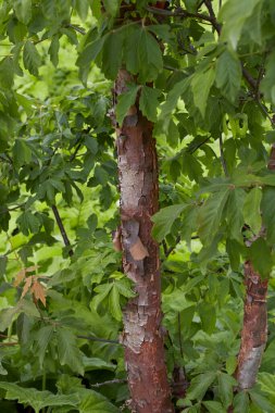 Acer griseum ağacının dalları
