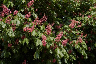Aesculus x carnea ağacının pembe rengi.