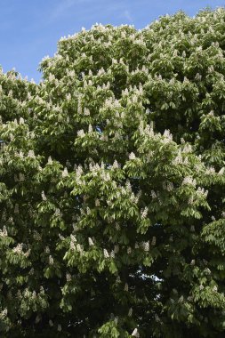 Aesculus hipokastanum ağacının beyaz kabartması