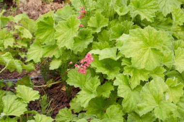 Heuchera sanginea bitkileri çiçek tarhında