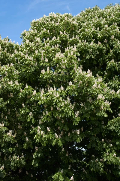 Inflorescência Branca Aesculus Hippocastanum — Fotografia de Stock