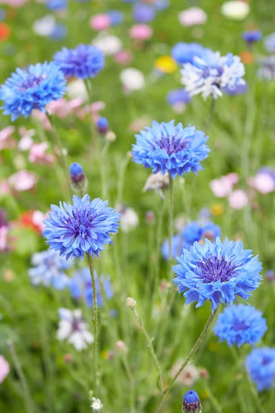 Centaurea Flor Ciano Cerca — Foto de Stock