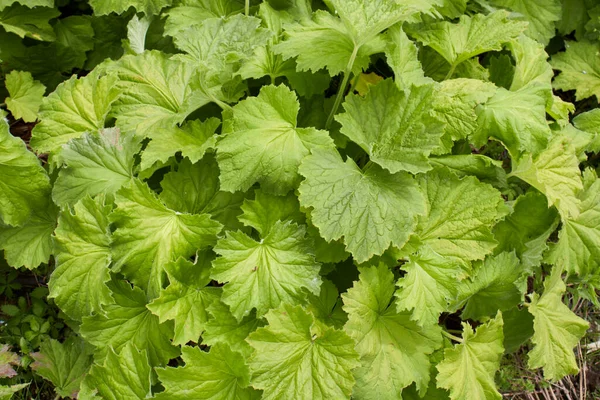 Heuchera Sanguinea Plants Flowerbed — Stock Photo, Image