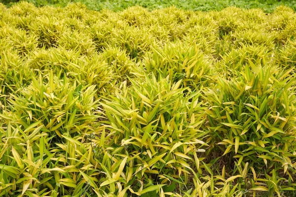 Pléioblaste Viridistriatus Plantes Dans Jardin Ornemental — Photo