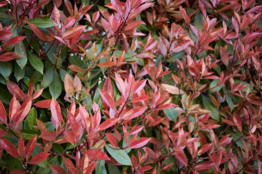 Photinia colorful leaves in springtime
