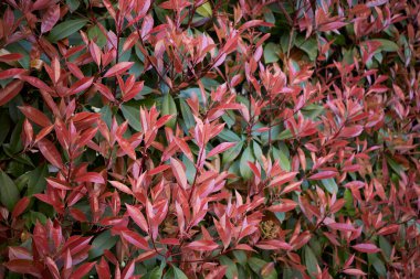 Photinia colorful leaves in springtime