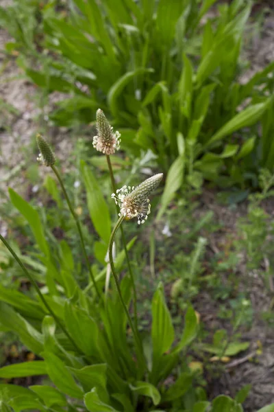 Plantago Lanceolata Plant Bloom — Stock Fotó