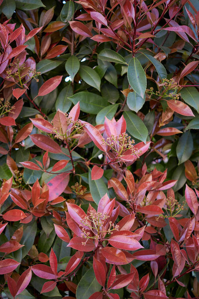 Photinia красочные листья весной